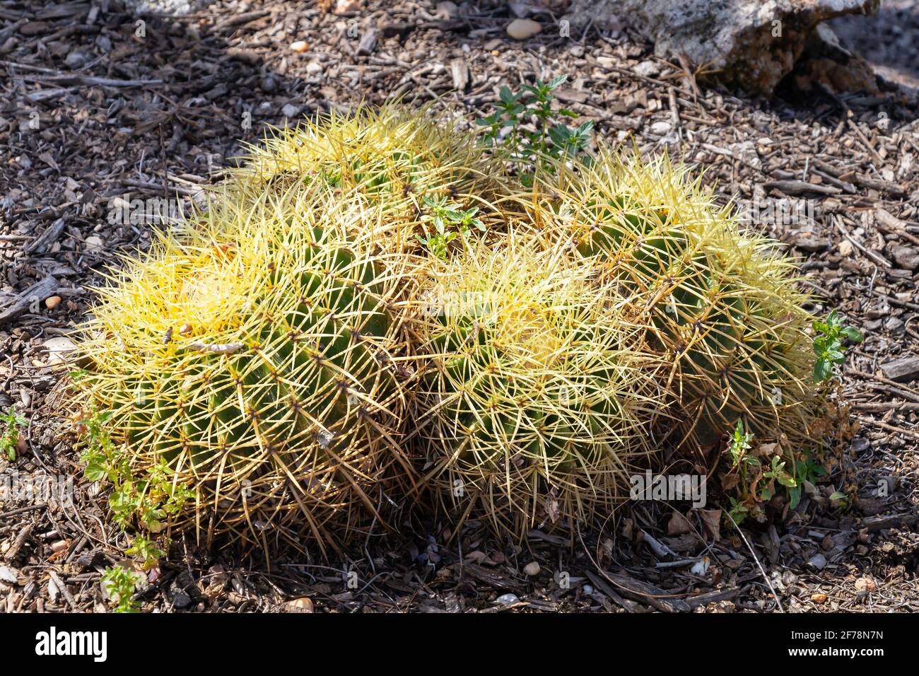 Echinocactus grusonii, conosciuto come il cactus dorato del barile, sfera dorata o cuscino del suocero, è una specie ben conosciuta di cactus, ed è Foto Stock