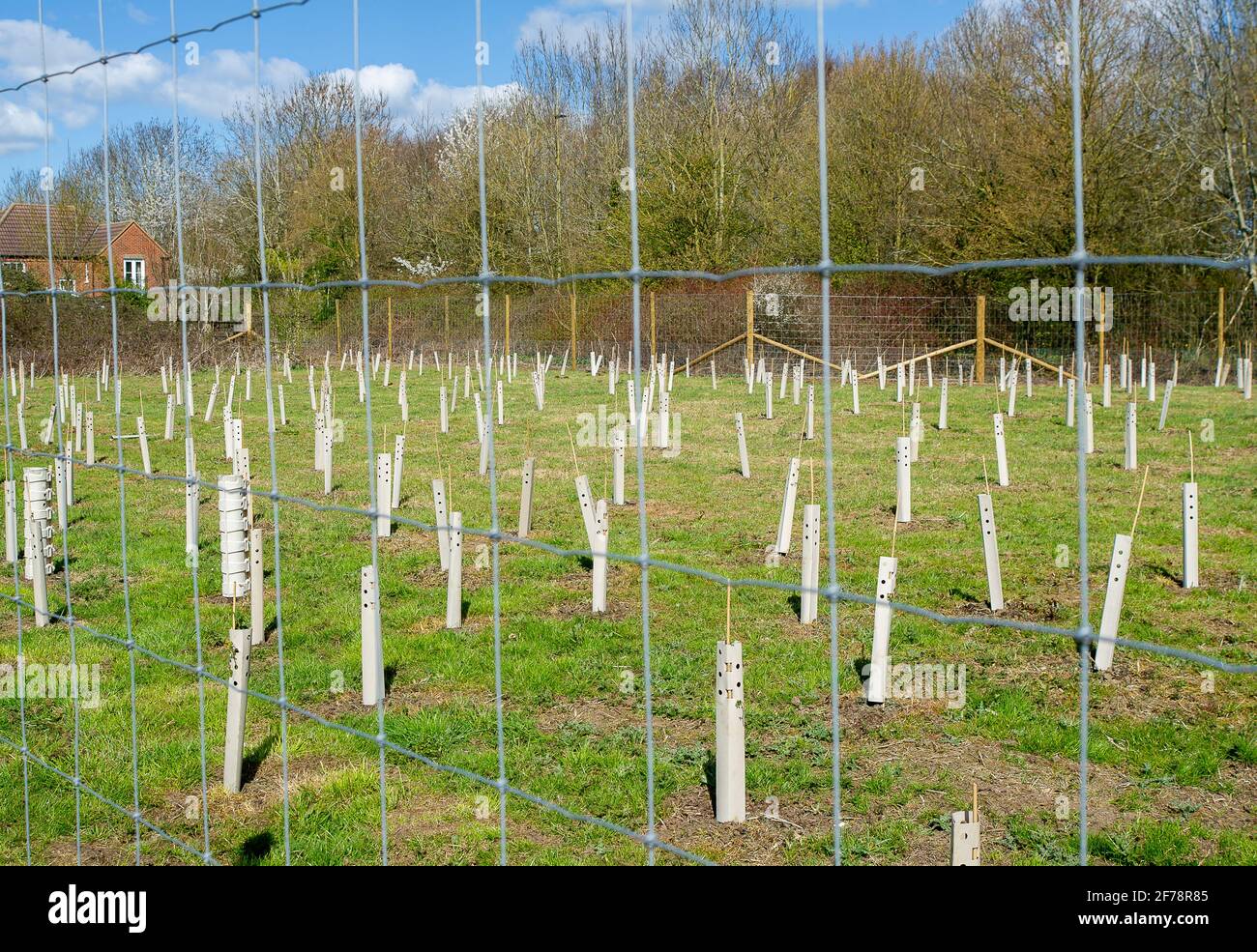 Aylesbury, Regno Unito. 5 aprile 2021. HS2 hanno iniziato il loro programma di mitigazione piantando le seghe dell'albero per sostituire le migliaia degli alberi che stanno distruggendo, tuttavia, molti di loro muoiono come non ci è programma di irrigazione sul posto. Parti di Aylesbury sono ora irriconoscibili in quanto sono recintate e non più accessibili ai membri del pubblico. Anche le aree in cui le siepi sono state rimosse dall'HS2 sono ora inondate. Il collegamento ferroviario ad alta velocità 2, molto controverso e troppo economico, da Londra a Birmingham sta intagliando un'enorme cicatrice in tutto il Chilterns, che è un AONB. Credito: Maureen McLean/Alamy Foto Stock