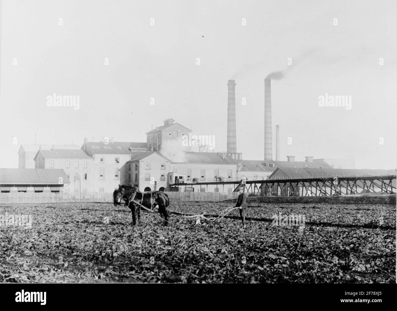 Esterno della fabbrica di zucchero. A destra un percorso in cisterna con rimorchi ribaltabili per il trasporto "la massa della pressa". Foto Stock
