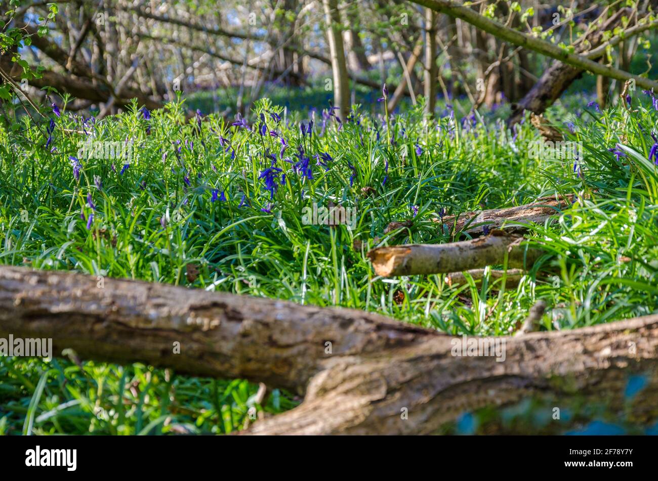 Bluebells in fiore sul pavimento di bosco a Reading, Regno Unito. Foto Stock