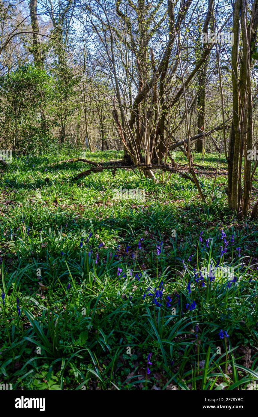 Bluebells fioritura in boschi vicino a Reading, Regno Unito. Foto Stock