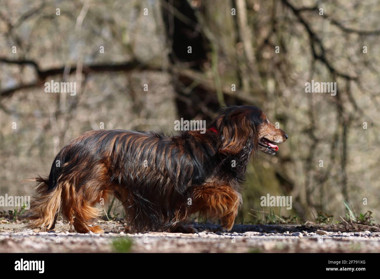 Capelli lunghi bassotto Foto Stock