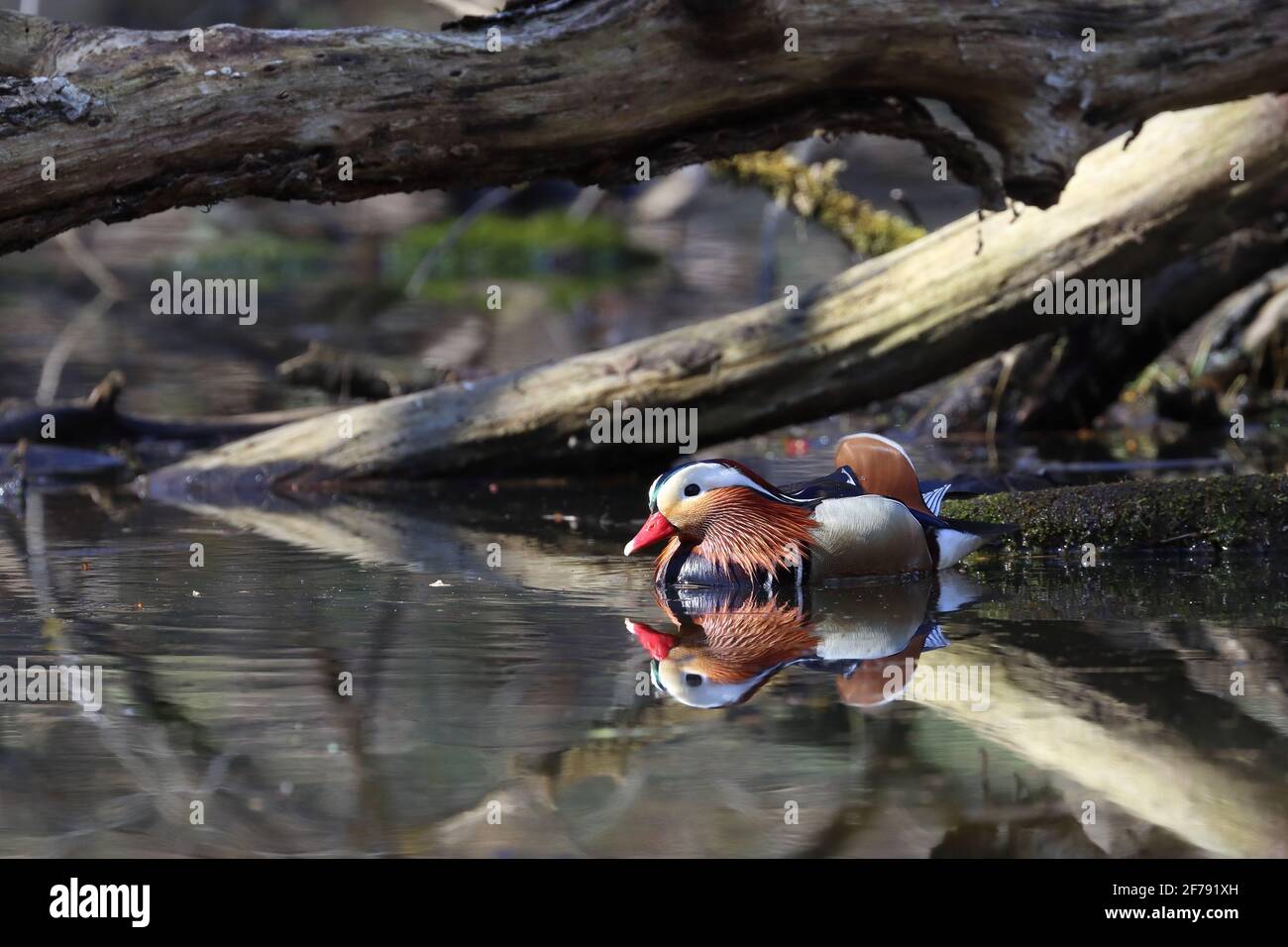 anatra nuotare in uno stagno selvaggio, mandarino maschile Foto Stock