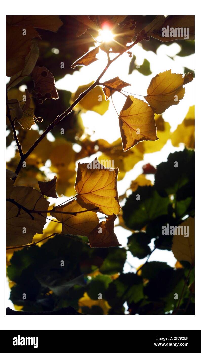 Hyde Park....gli alberi stanno girando ai loro colori di autunno presto da la mancanza di pioggia e il calore dell'ultimo Pochi months.pic David Sandison 4/9/2003 Foto Stock