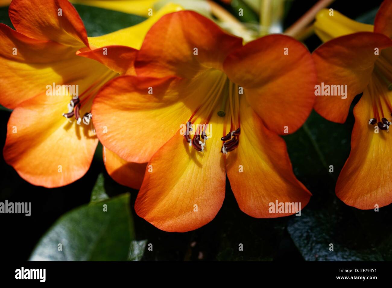 Rodendron vireya Tropic Glow: Capriate di fiori di arancio grandi con una gola gialla dorata. Foto Stock