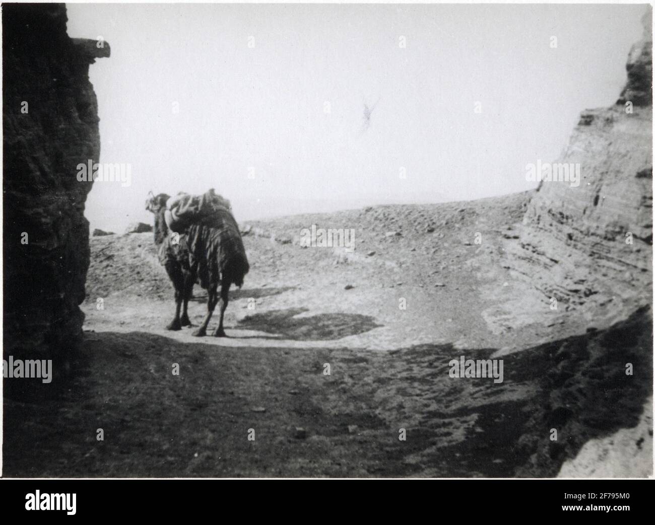 Baku e la zona circostante, il 'maiale lupo'. L'immagine è inclusa in due grandi album fotografici del regista Karl Wilhelm Hagelin che ha lavorato a lungo presso le strutture petrolifere di Nobel a Baku. Foto Stock
