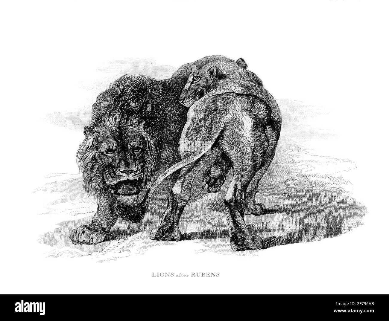 Leone africano maschile e femminile e leonessa inciso Illustrazione Foto Stock