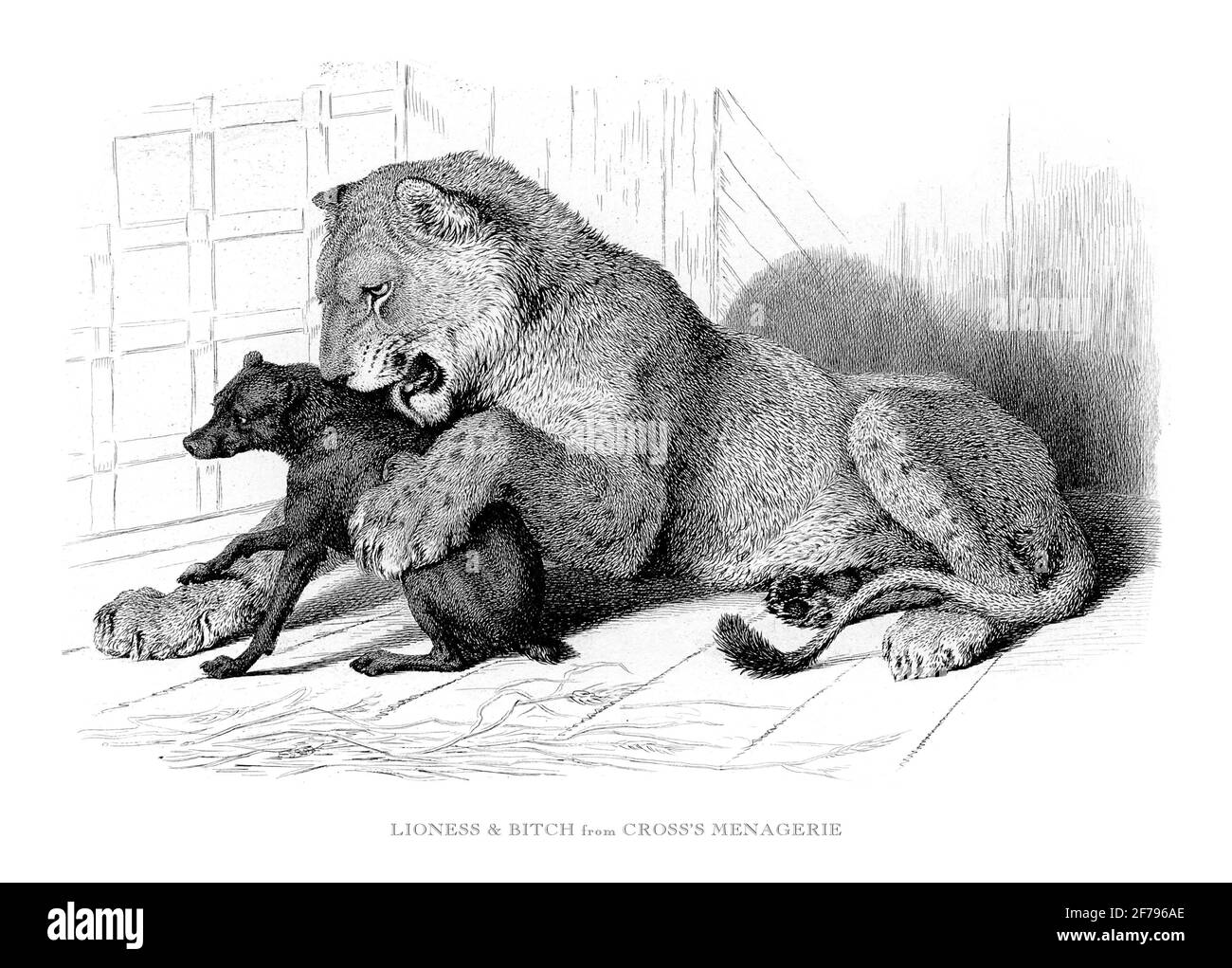 Leonessa e cane femmina che gioca in cattività inciso Illustrazione Foto Stock
