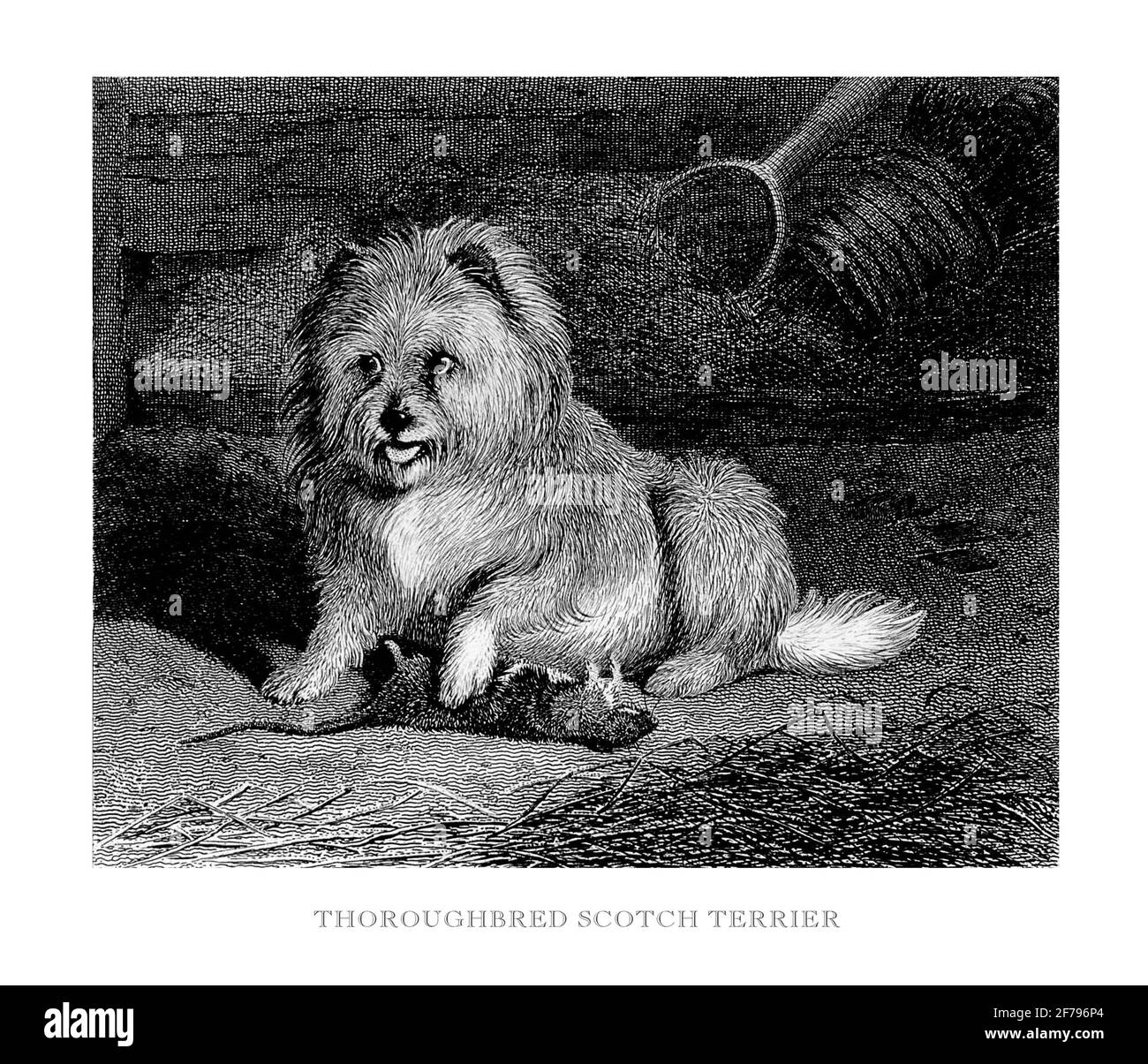 Ritratto di un'illustrazione di Scotch Terrier di purosangue Foto Stock