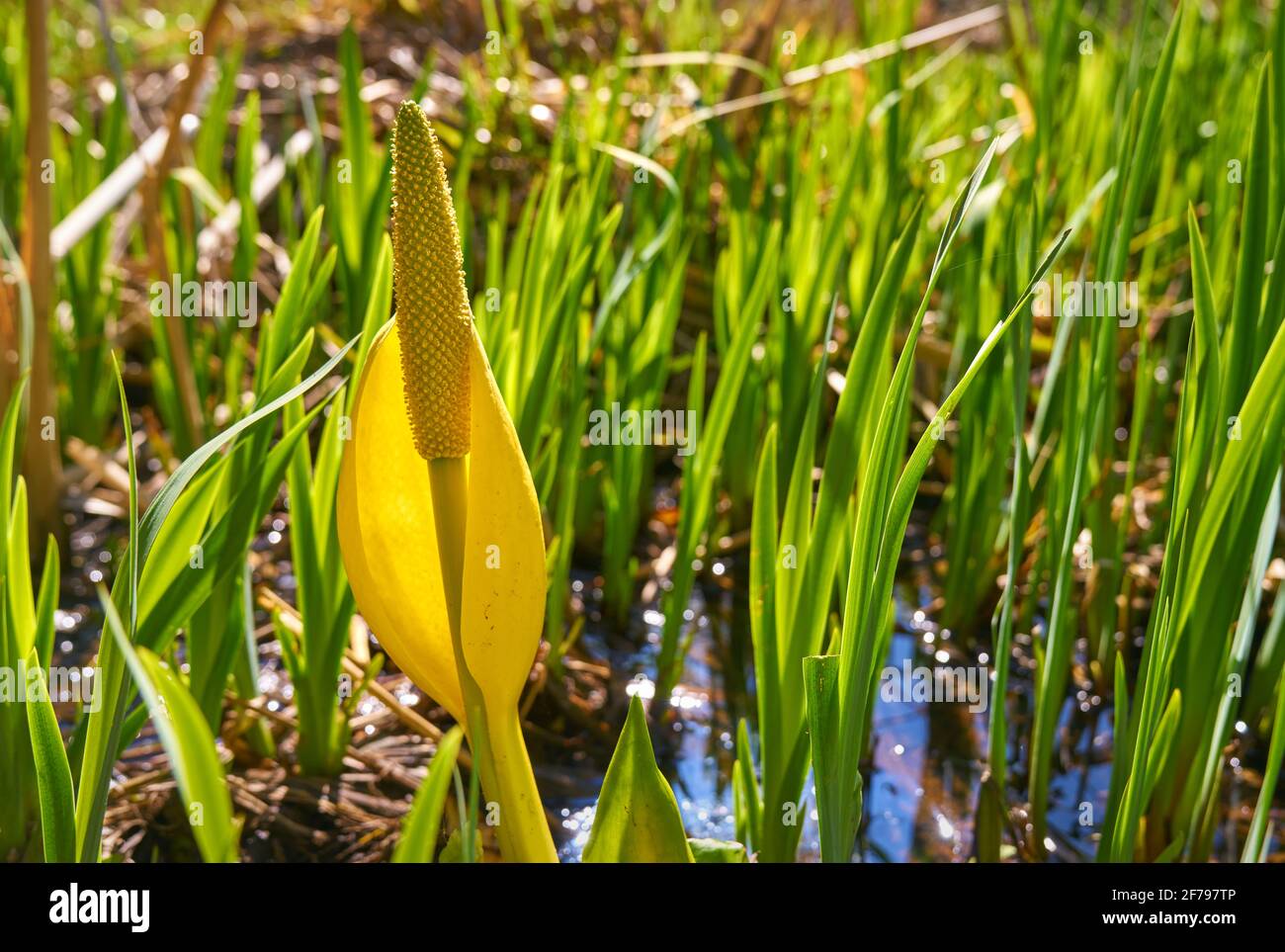 Cavolo di Skunk in fiore. Un primo piano di un fiore dal cavolo spazzatura cresiera su terreno paludoso. Foto Stock