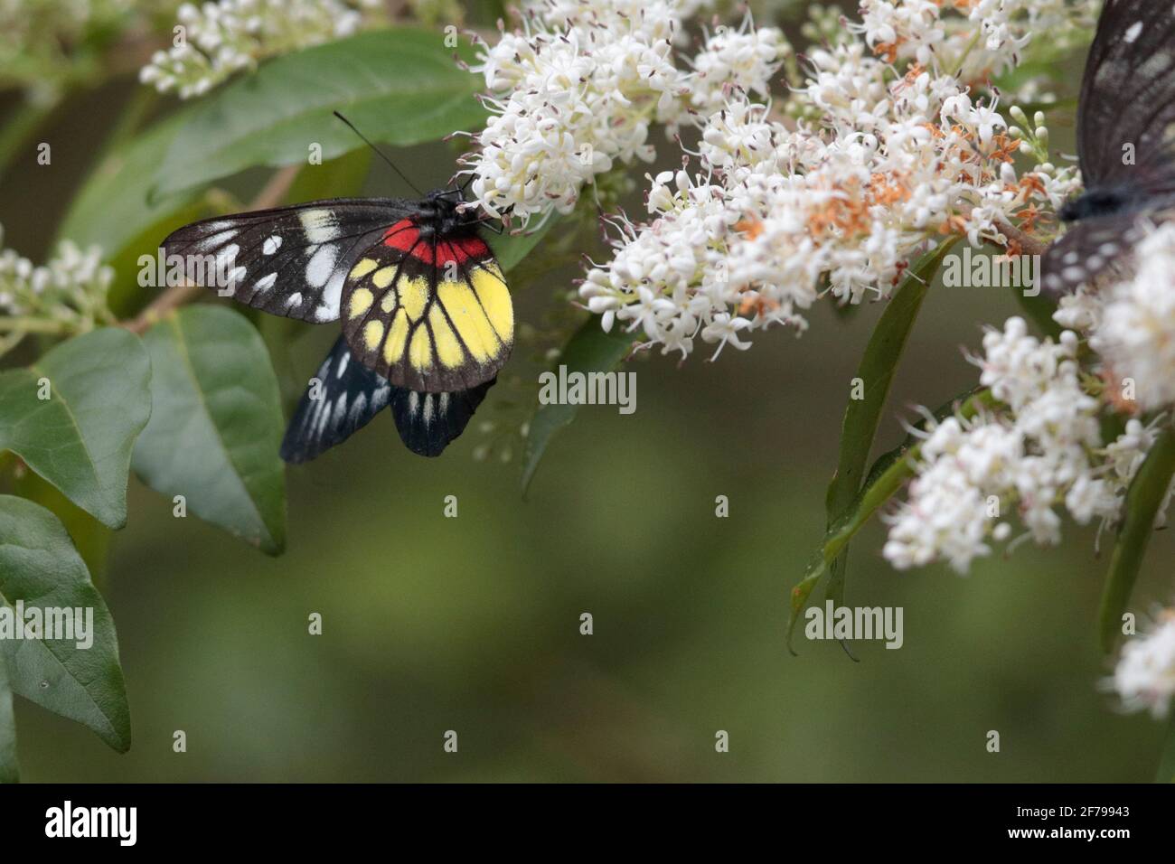 Jezebel a base rossa (Delias aglaja), nutrimento su fiori privati, Monte Davis, Hong Kong 1 marzo 2021 Foto Stock