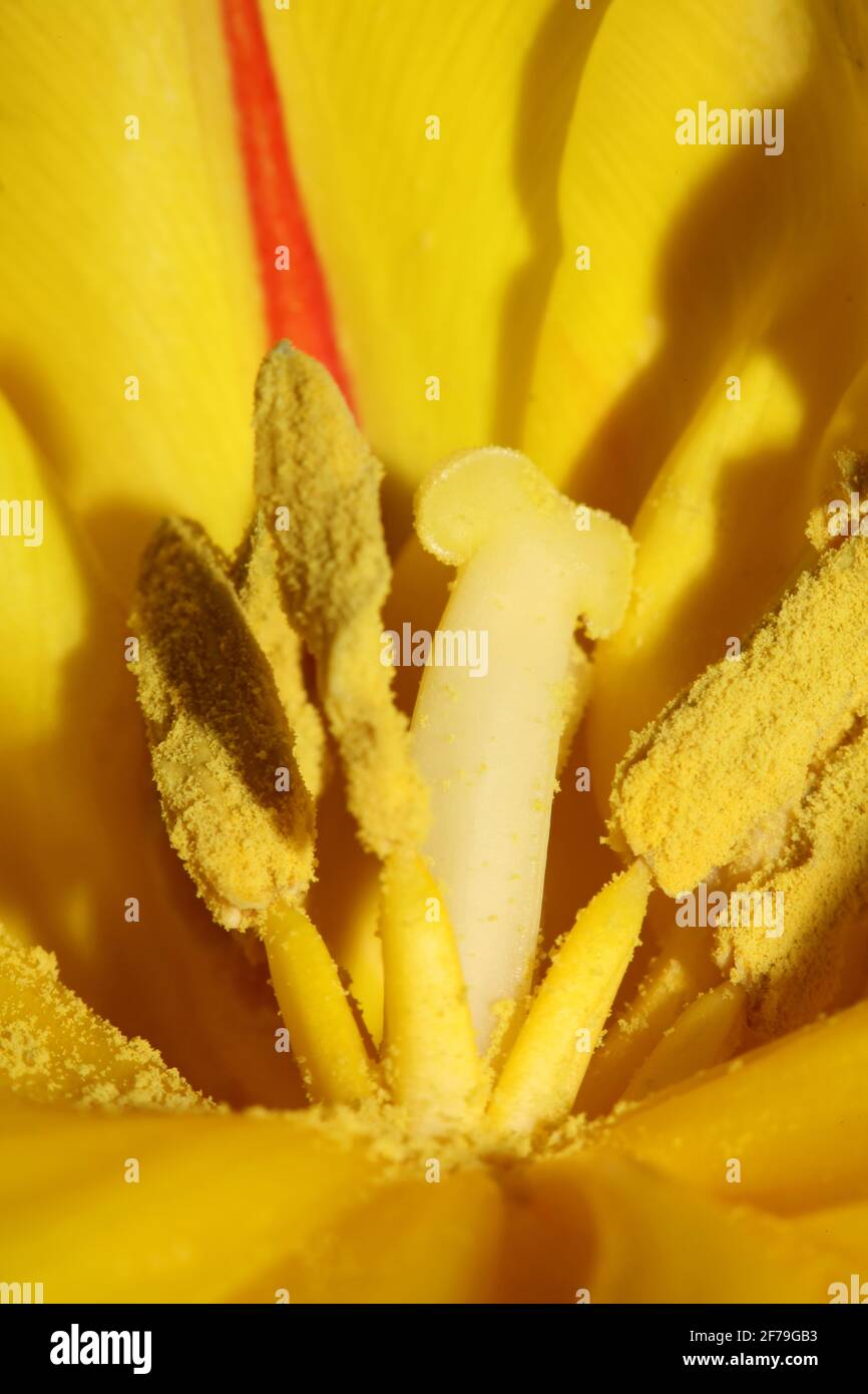 Tulipano giallo fiore STAMENS primo piano famiglia liliaceae sfondo moderno stampe di alta qualità Foto Stock