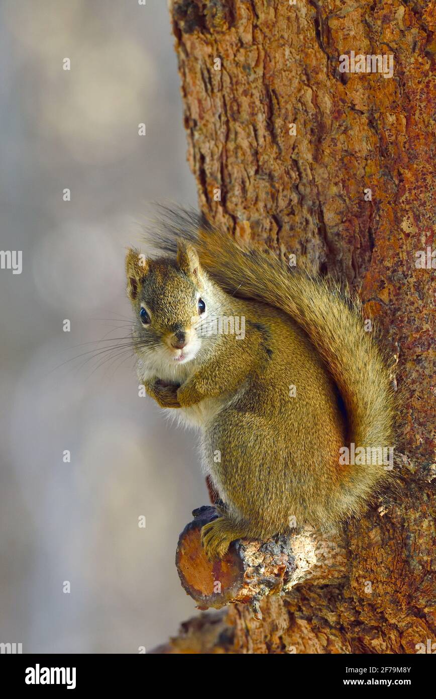 Un'immagine verticale di uno scoiattolo rosso selvaggio 'Tamiasciurus hudsonicus', seduto su un ramo di abete rosso allarme e guardando dal suo perch preferito in campagna Foto Stock
