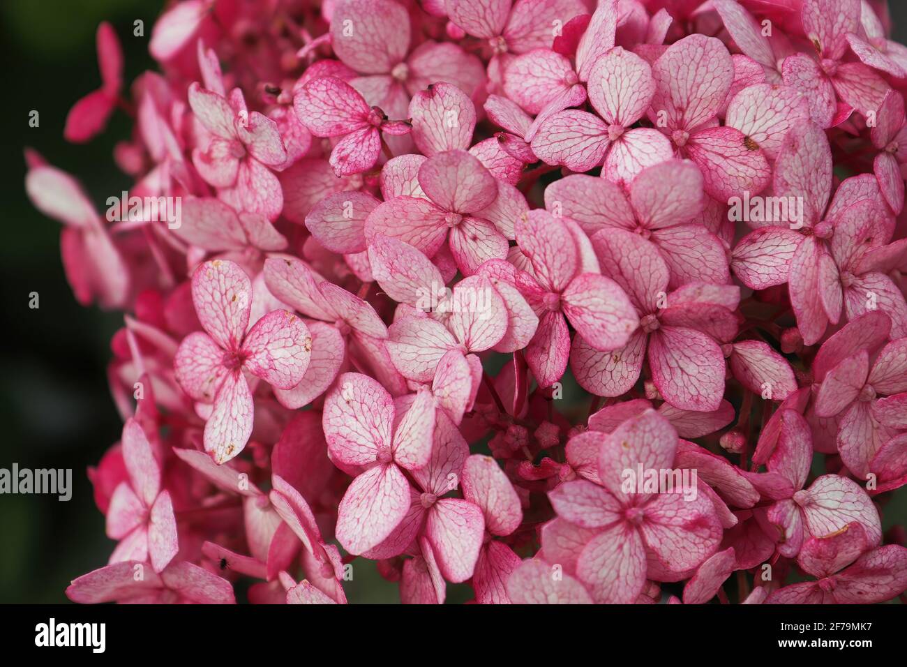 Primo piano di fiori rosa di idrangea in piena fioritura Foto Stock