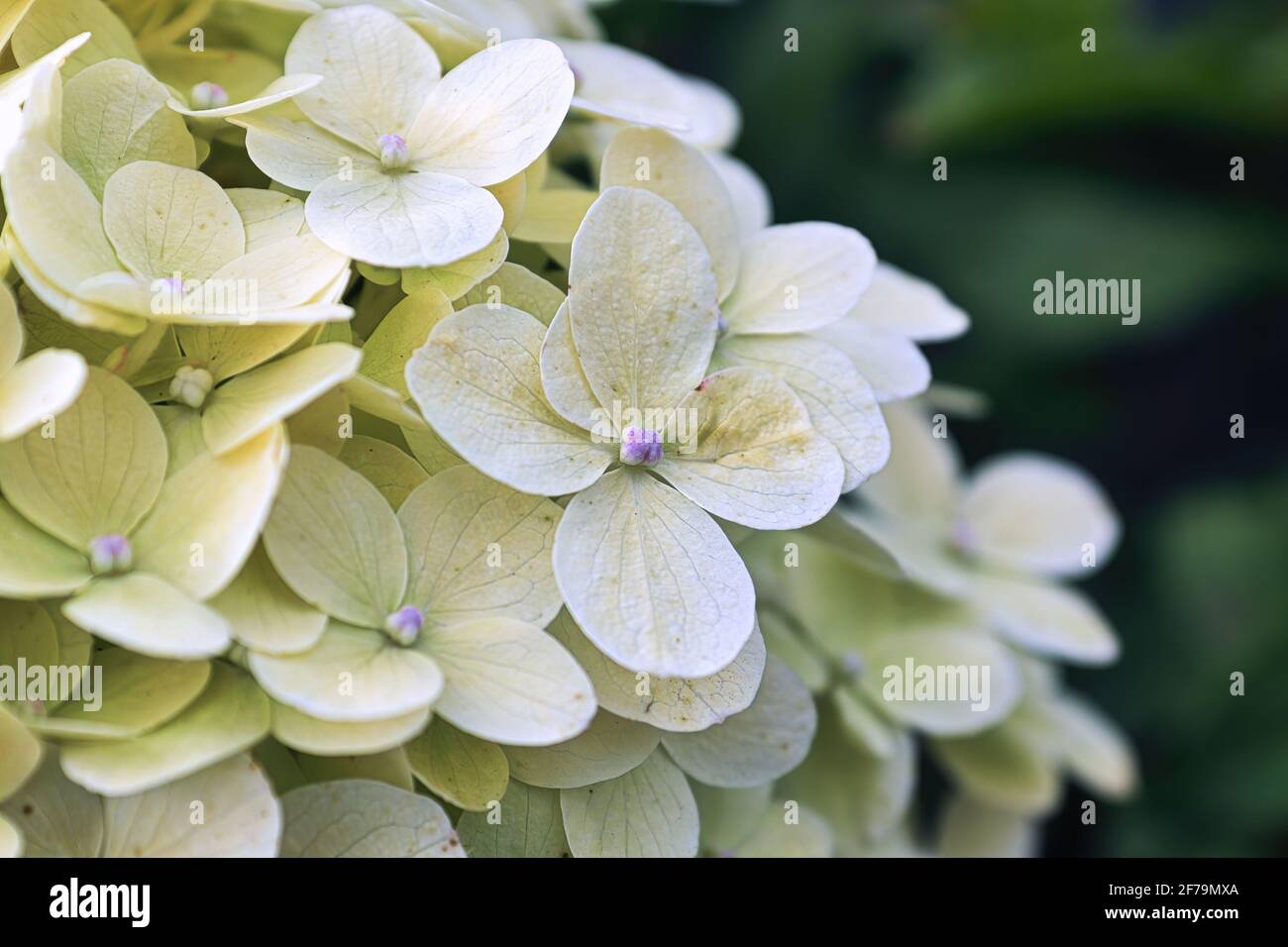 Macro di fiori bianchi di idrangea in piena fioritura Foto Stock