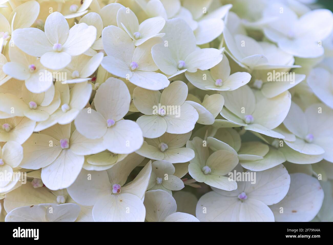 Macro di fiori bianchi di idrangea in piena fioritura Foto Stock