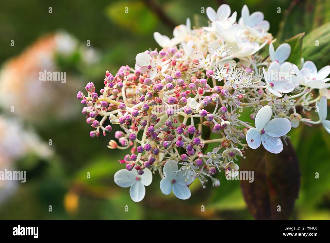 I piccoli germogli di idrangea viola che fioriscono in fiori bianchi Foto Stock