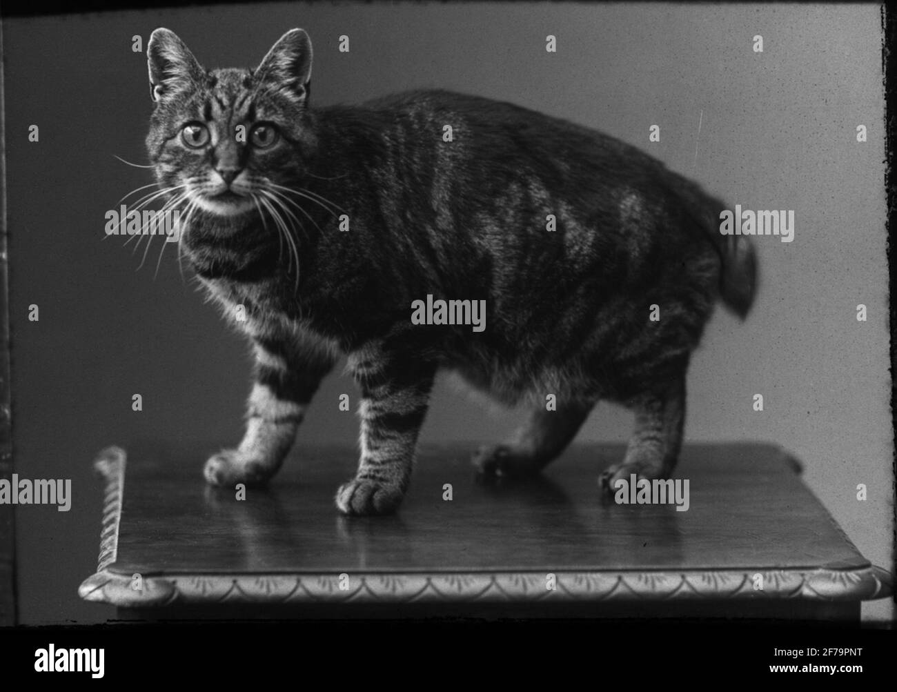 Dia affrancatura, immagine della finestra, gatto spaventato su piccolo tavolo. Foto Stock