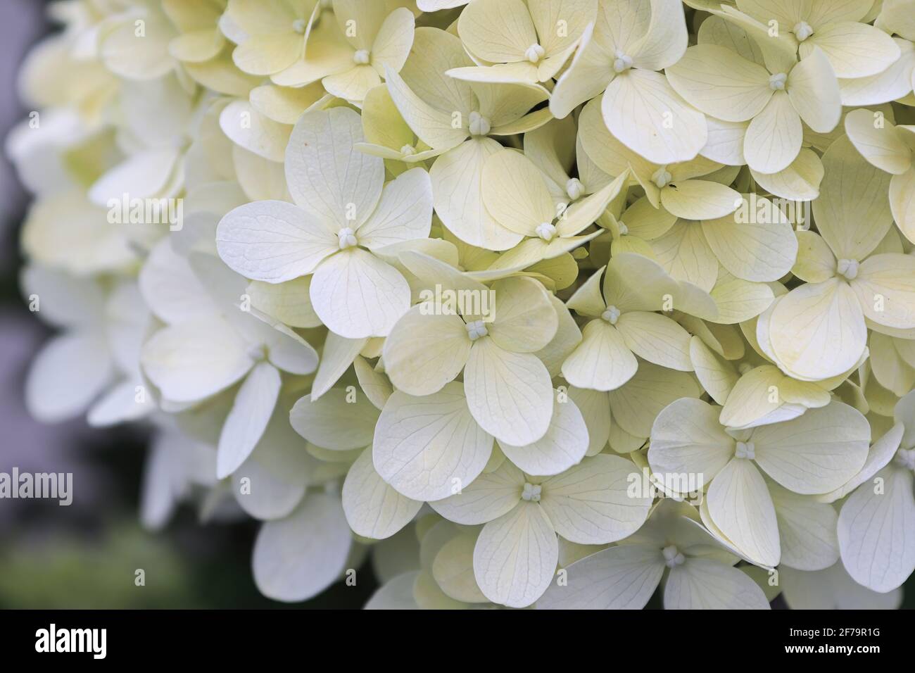 Macro di fiori bianchi di idrangea in piena fioritura Foto Stock