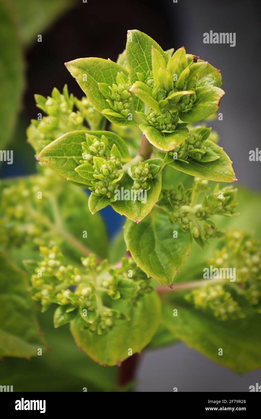 Verticale di una pianta idrangea con formazione di grappoli di fiori Foto Stock