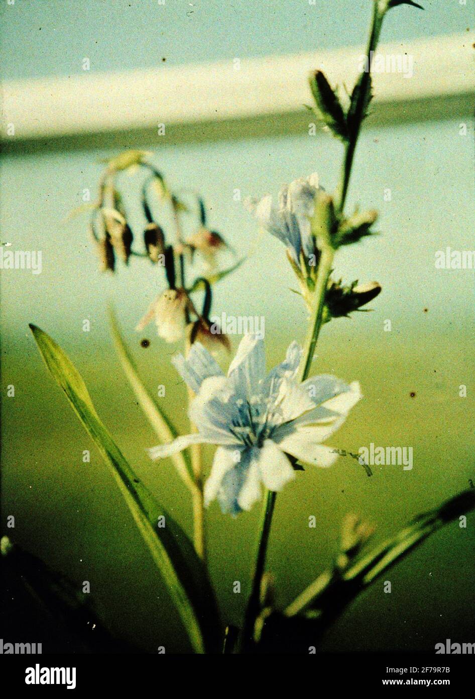 AGFA autocromo. Öland. Fotografato con esposizione di F / 9 e 1 sec. Foto Stock