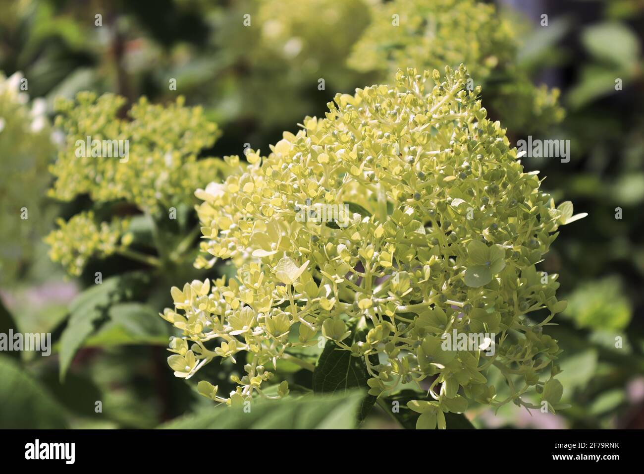 Una palla verde di boccioli di idrangea in procinto di aprirsi Foto Stock