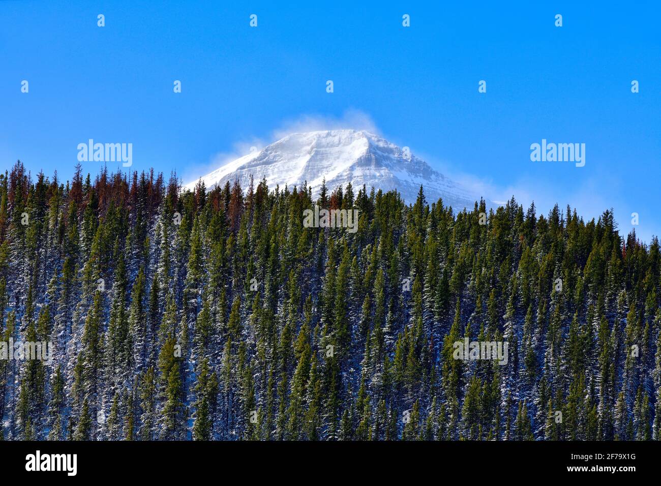 Un paesaggio invernale di montagne rocciose innevate con alberi di abete verde in primo piano nella campagna Alberta Canada. Foto Stock