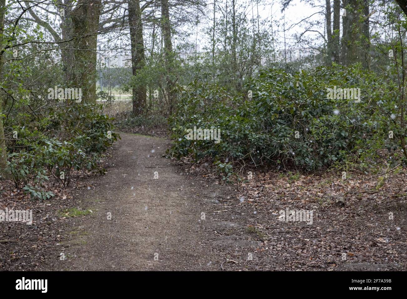 Veldhoven, Paesi Bassi. 05 aprile 2021. Nevicate nel parco di Veldhoven. Particolare nevicata seguita da forti venti, grandine e basse temperature gelide in Europa. La neve del lunedì di Pasqua è un raro fenomeno del freddo, mentre le temperature sono anche sotto zero gradi Celsius, 15 gradi in meno rispetto al solito per i primi giorni della primavera e aprile. Credit: SOPA Images Limited/Alamy Live News Foto Stock