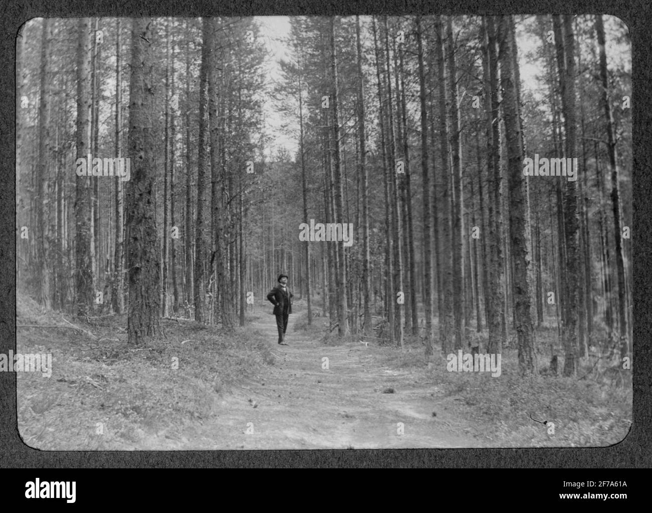 Immagini della foresta da Ljärdalen.ungskogsbeståndel, Gallrat 1912 a Sawn Son, Salva. Foto Stock