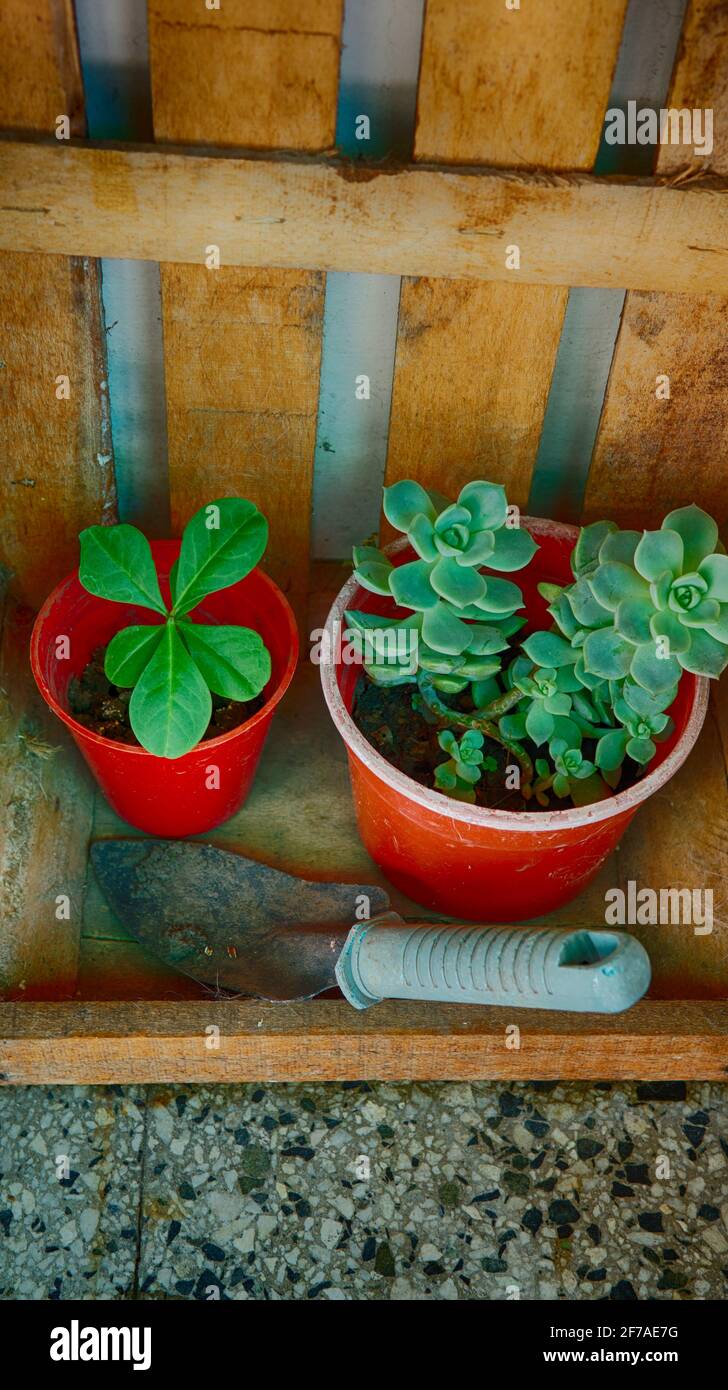 Vista ravvicinata di una pianta succulenta e verde nelle loro pentole, accanto ad un attrezzo di giardinaggio Foto Stock