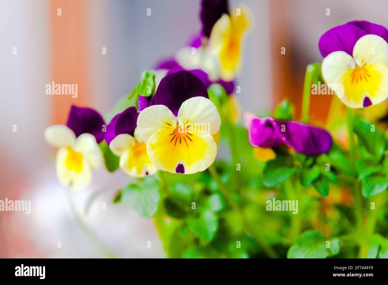 Mini pansies giallo-violetto in una pentola. Decorazione della casa di primavera. I primi fiori. Profondità di campo. Foto Stock