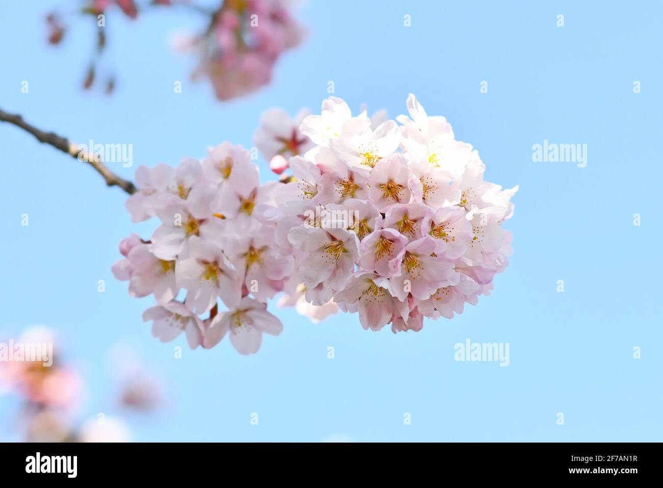 Fiori di ciliegio giapponese 'Somei Yoshino' di fronte di cielo blu Foto Stock