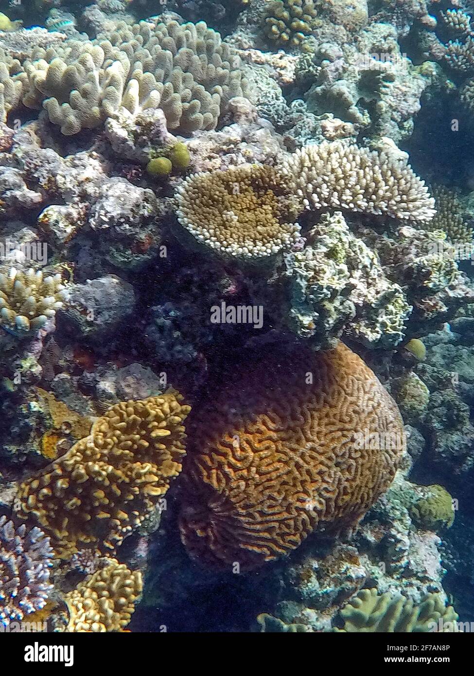Corals a Escape Reef, Grande barriera Corallina Foto Stock