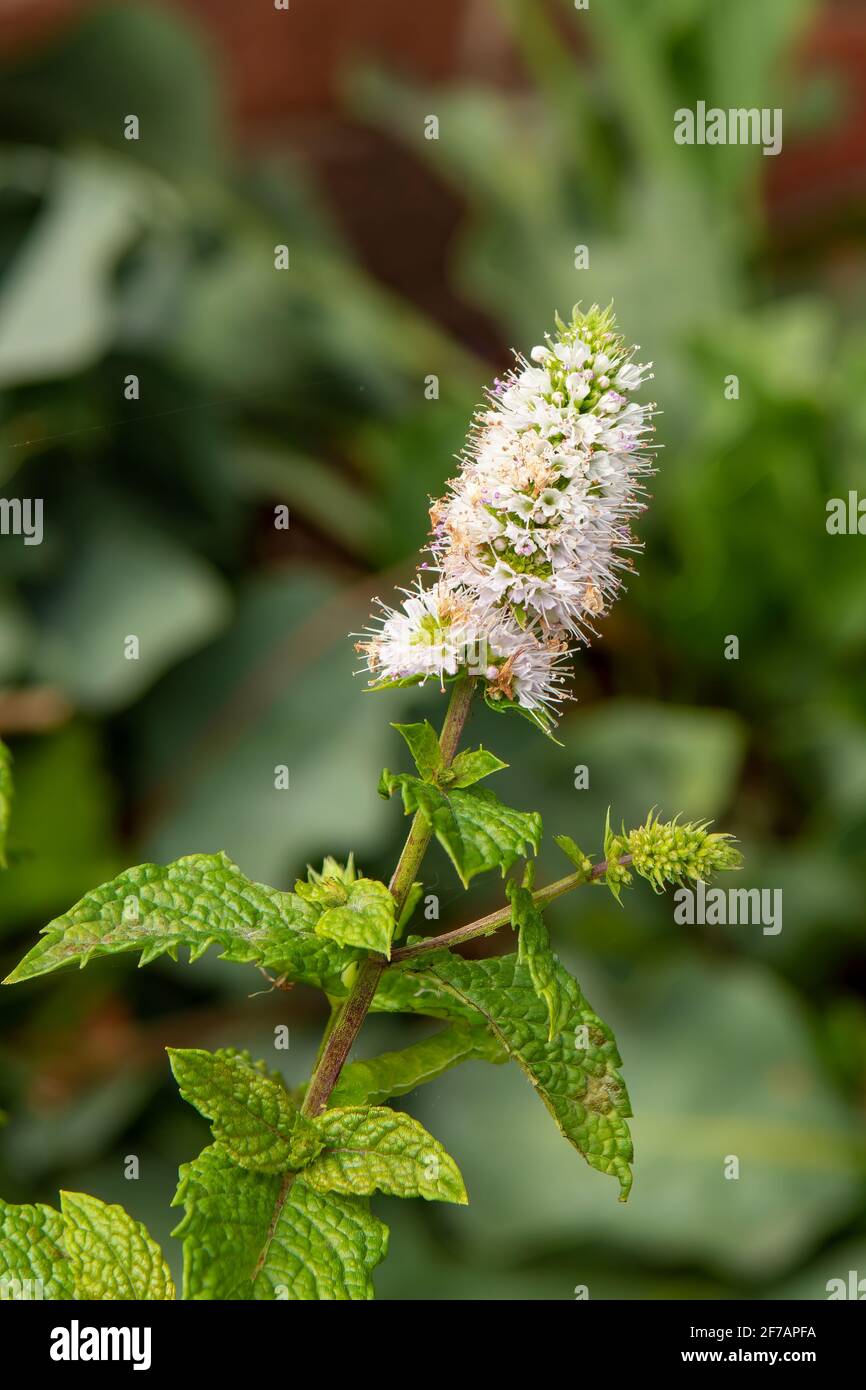 Mentha spicata, Spearmint Foto Stock