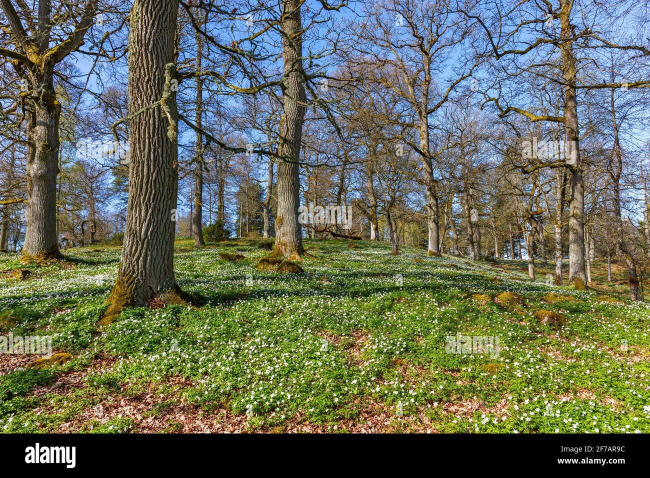 Pascolo di quercia con anemone in legno in primavera Foto Stock