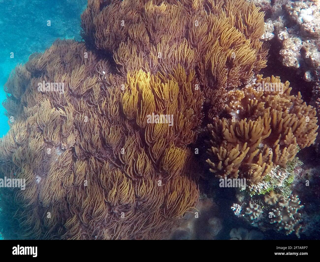 Spaghetti Corallo a Nathan Reef, Grande barriera Corallina Foto Stock