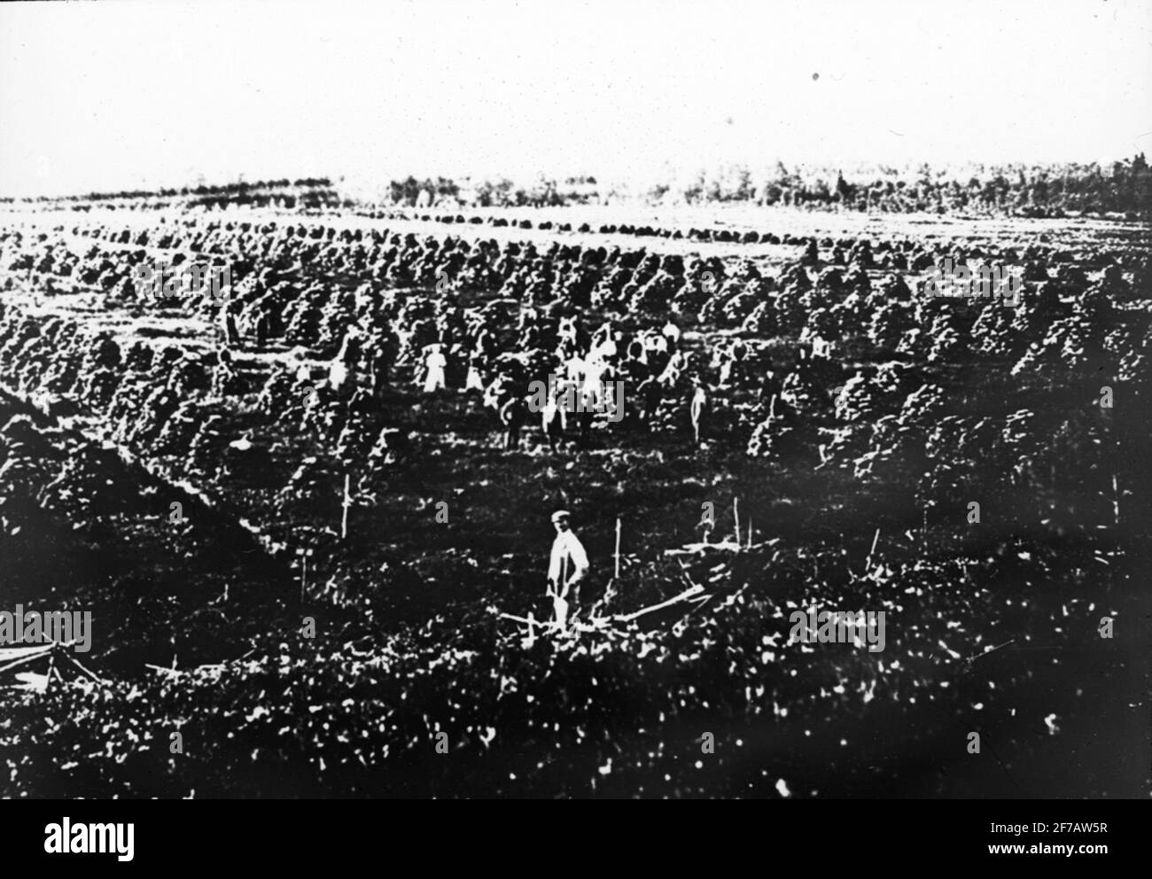 Immagine di Skiopticone con motivi di essiccazione della torba su torba ignota. Foto Stock