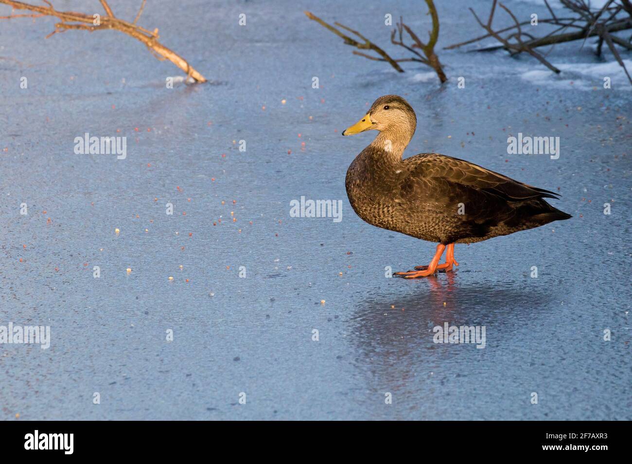 American Black Duck (Anas rubripes) su uno stagno coperto di ghiaccio a Long Island, New York Foto Stock