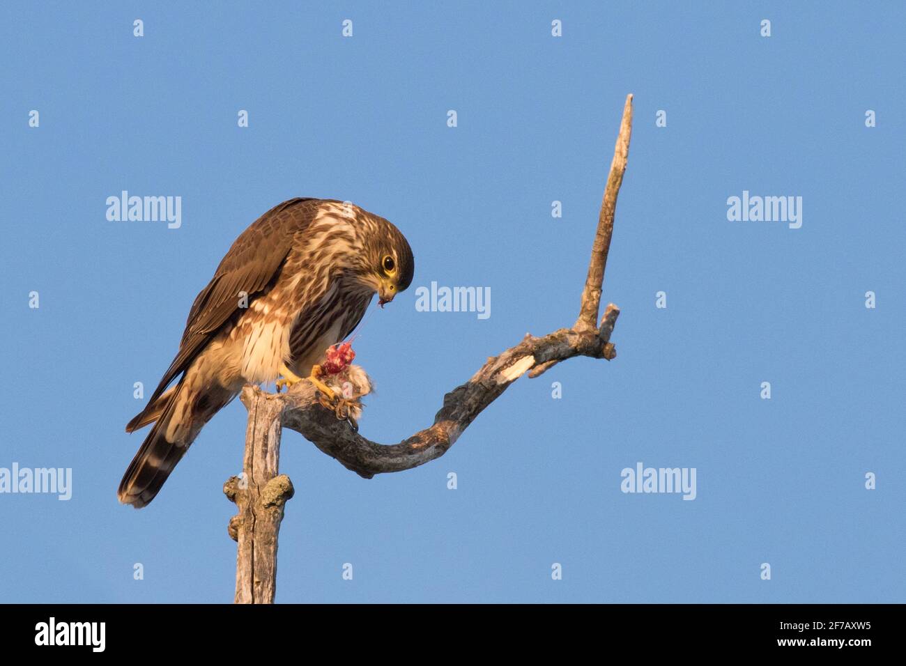Merlin (Falco colombarius) arroccato su un ramo di albero con preda a Long Island, New York Foto Stock