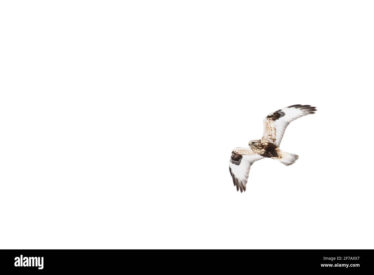 Falco a zampa ruvida (Buteo lagopus) in volo, Long Island, New York Foto Stock