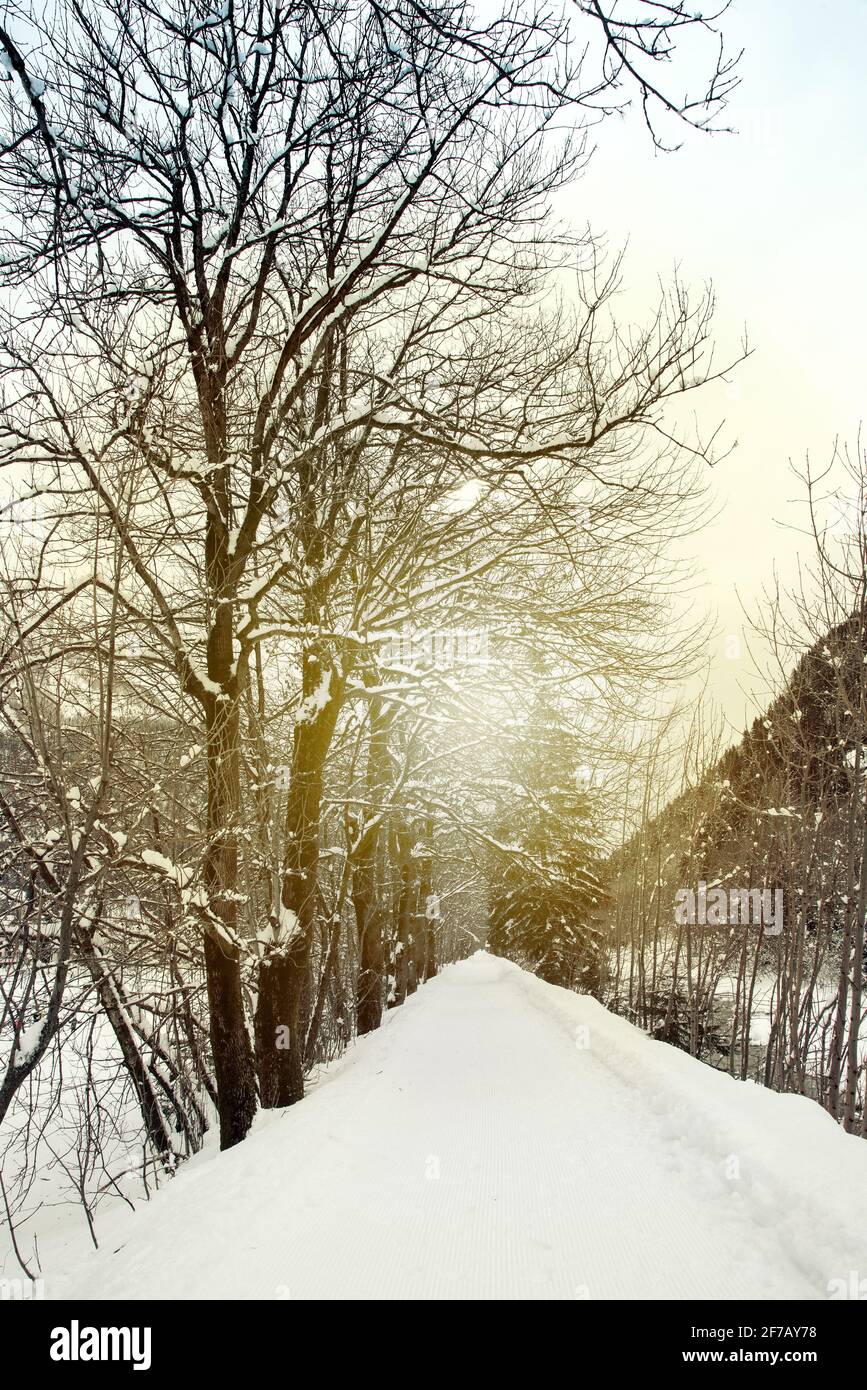 Strada diritta coperta di neve che va vicino alberi frondless a. tramonto in inverno in natura Foto Stock