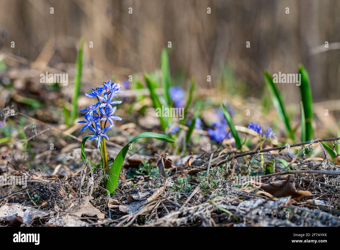 Piante di Scilla nei boschi primaverili. Fiori primaverili. Concetto di risveglio della natura Foto Stock