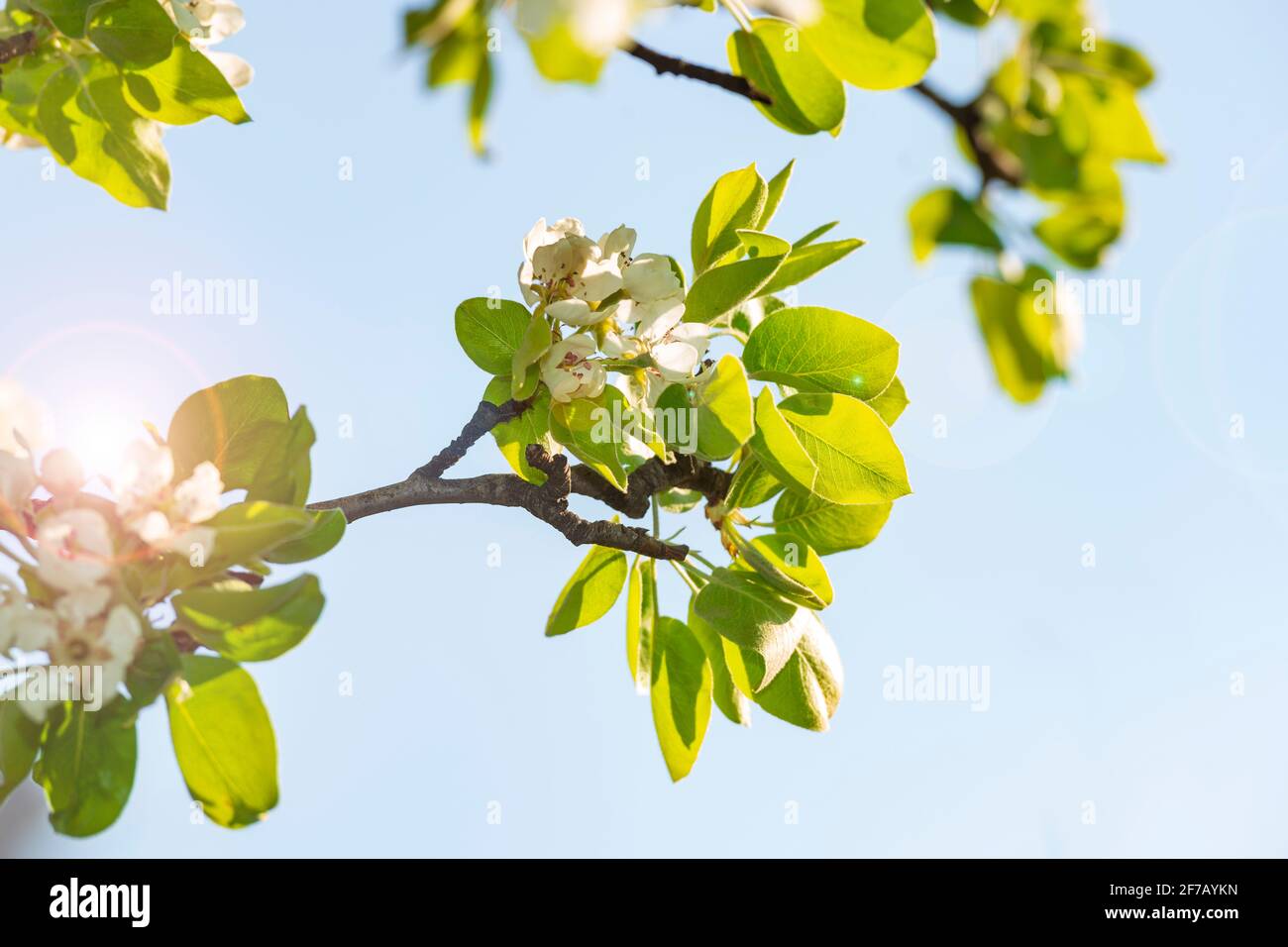 Albero di mela in fiore. Risveglio della natura. Sfondo primavera con luce solare. Foto Stock