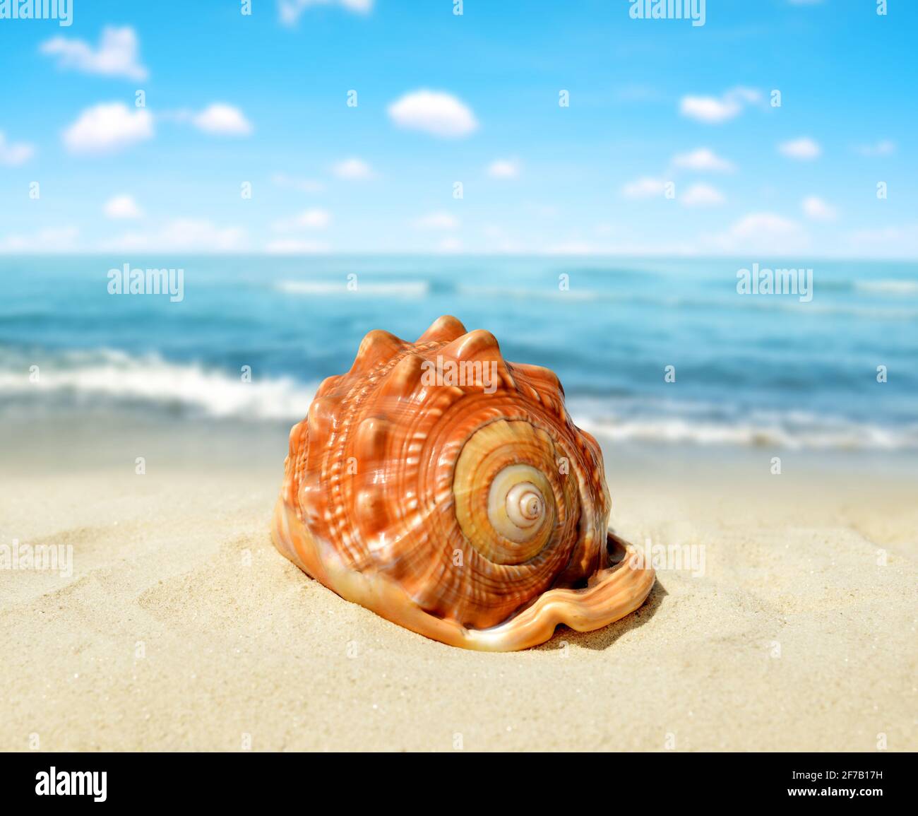 Conchiglia di mare tropicale sulla spiaggia di sabbia. Foto Stock