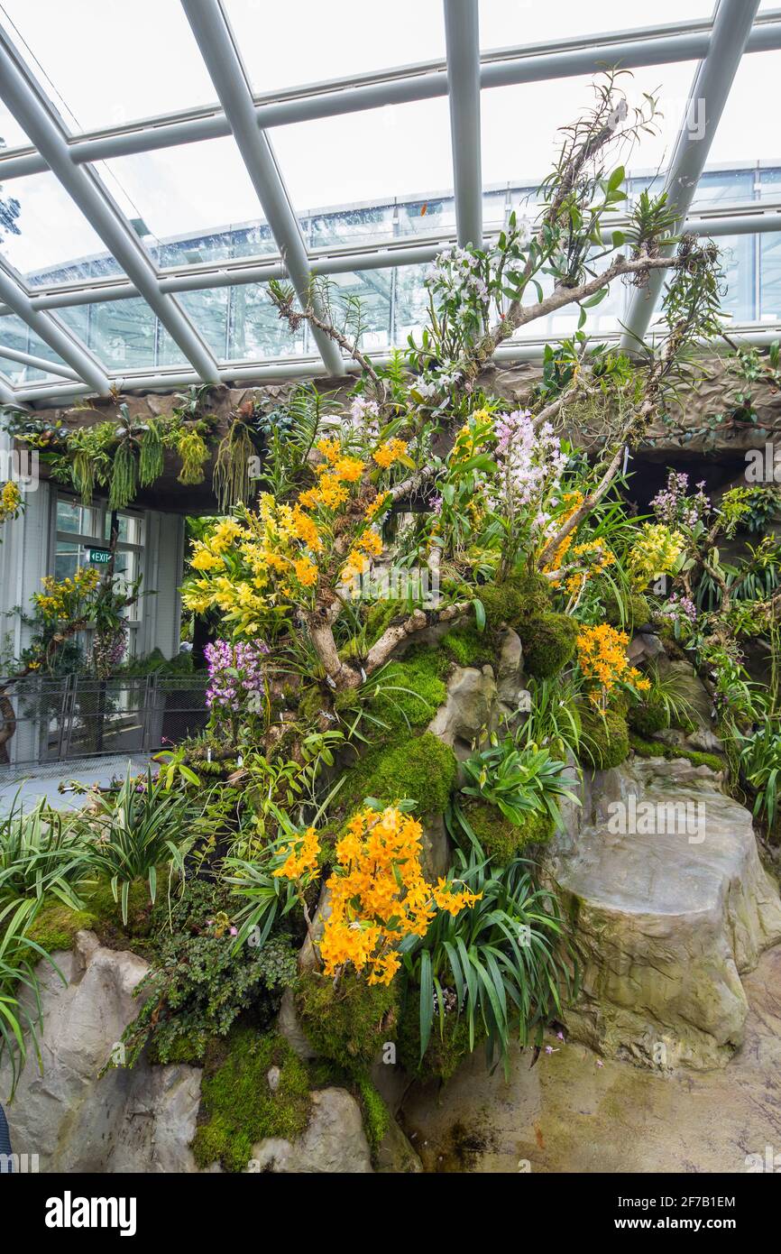 Interno verticale della Sembcorp Cool House al National Orchid Garden piantato con varietà di piante, Singapore. Foto Stock