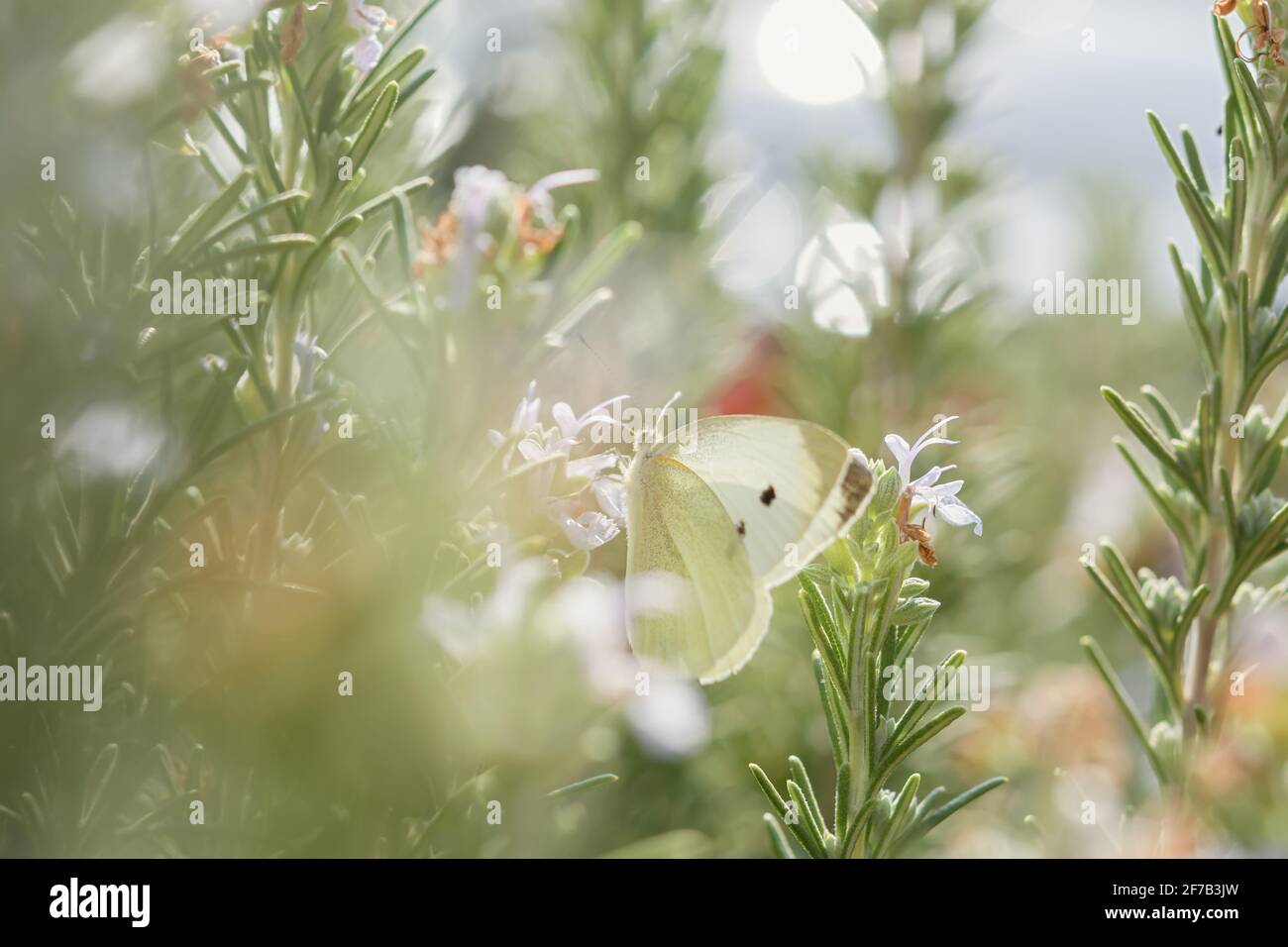 Farfalla di cavolo bianco su fiori di rosmarino blu. Giorno farfalla lat. Pieris brassicae si nutre di nettare. Raggi estivi luminosi del sole. Macro atmosfere Foto Stock