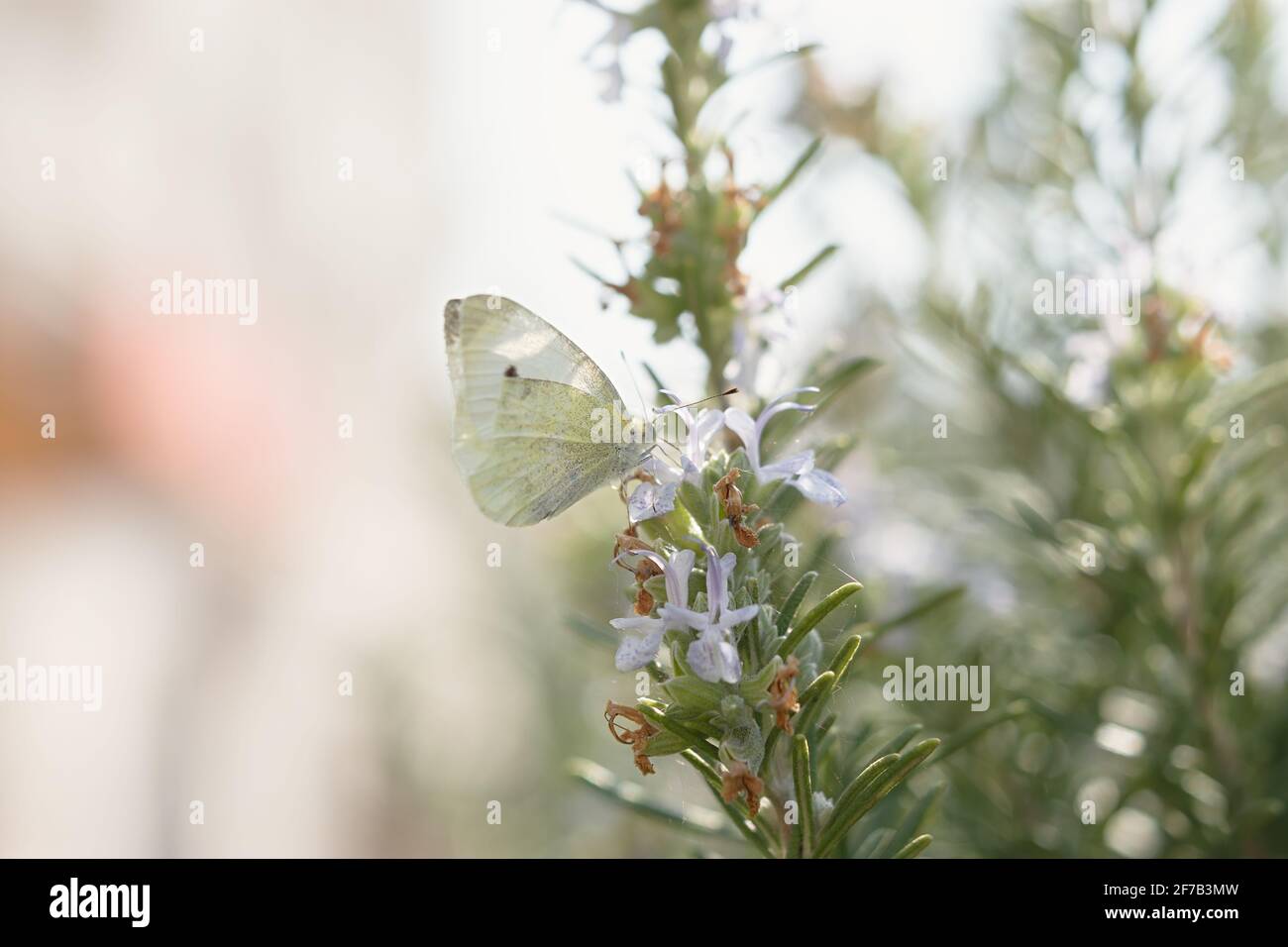 Farfalla di cavolo bianco su fiori di rosmarino blu. Giorno farfalla lat. Pieris brassicae si nutre di nettare. Raggi estivi luminosi del sole. Macro atmosfere Foto Stock