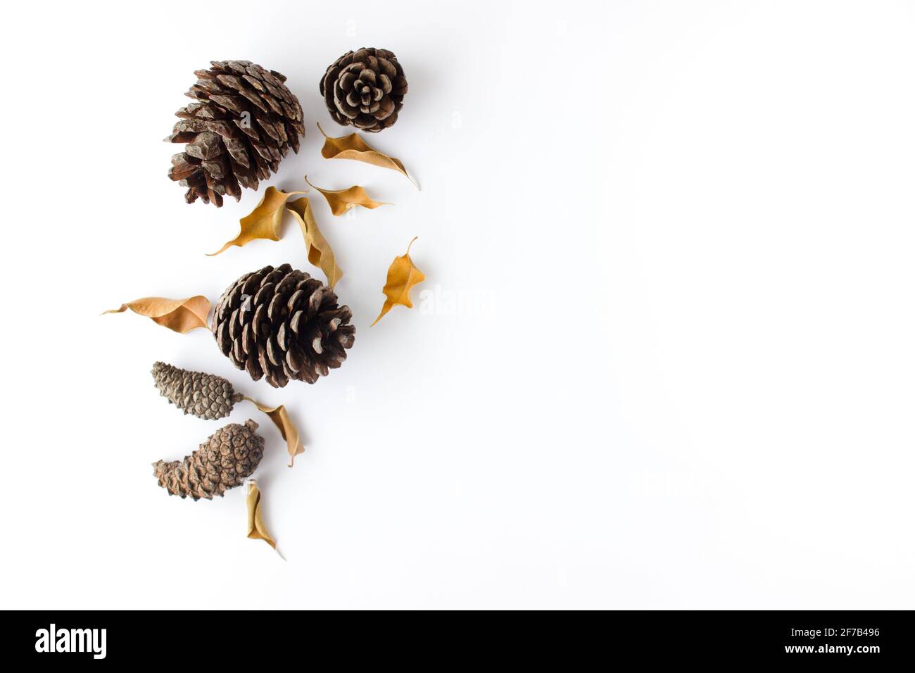 Composizione autunnale. Aride, gronda d'autunno e coni su sfondo bianco. Disposizione piatta, vista dall'alto, spazio per la copia Foto Stock
