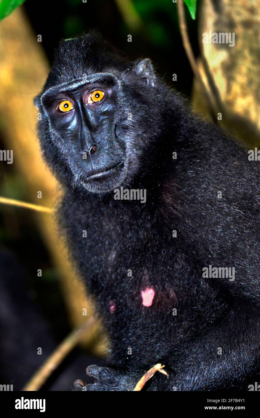 Macaque, Celebes Crested Macaque, Crested Black Macaque, Macaca nigra, Tangkoko Riserva Naturale, Nord Sulawesi, Indonesia, Asia Foto Stock