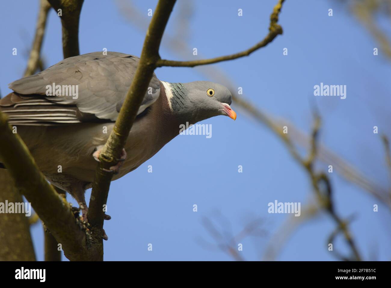 Woodpigeon (Columba Palumbus) in un albero da giardino Foto Stock